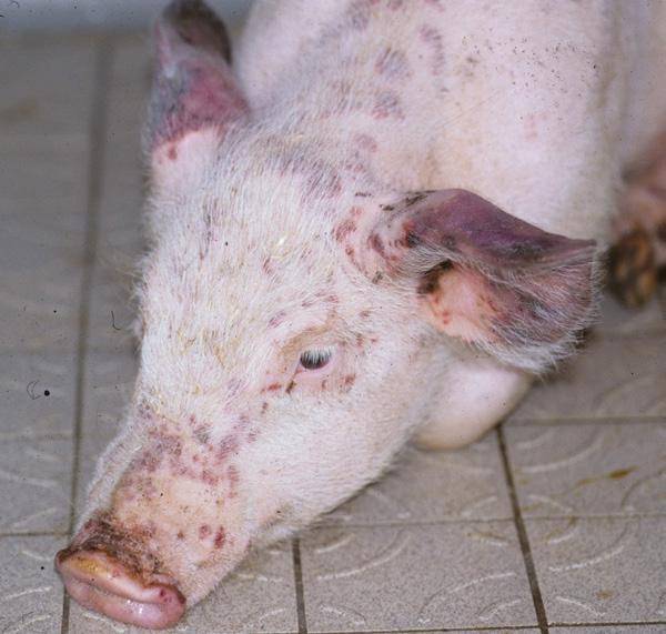 Пастереллез свиней: симптомы и лечение