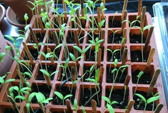 10 правил успешного выращивания рассады томатов в квартире
