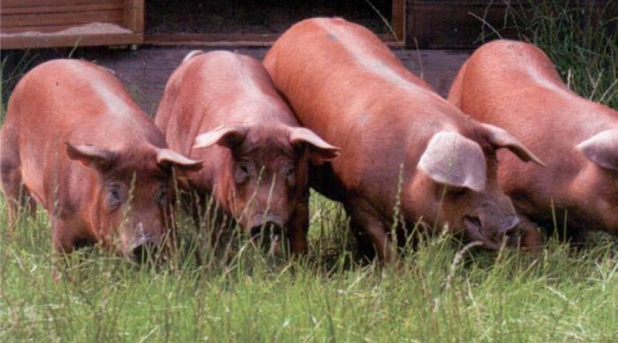 Мускусная свинья и другие популярные породы для домашнего свиноводства