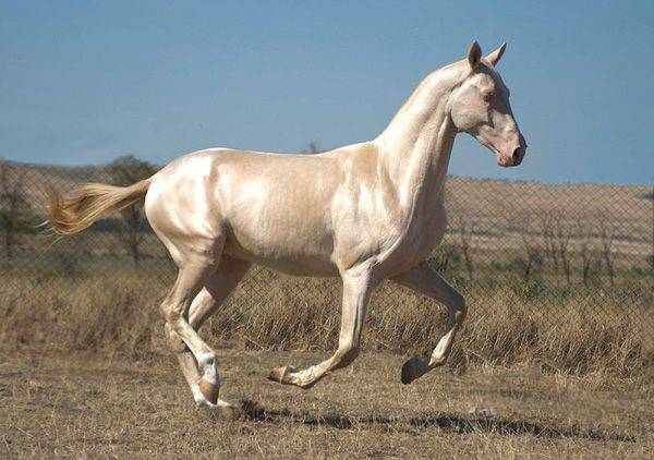 Происхождение ахалтекинской лошади