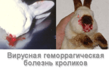 Пододерматит у кроликов — как лечить