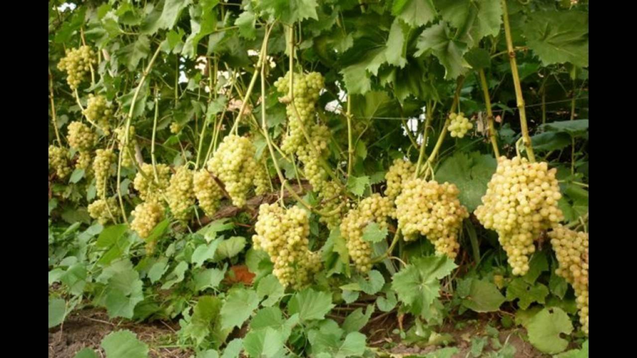 Виноград кишмиш — устойчивый, мускатный, сочный сорт!