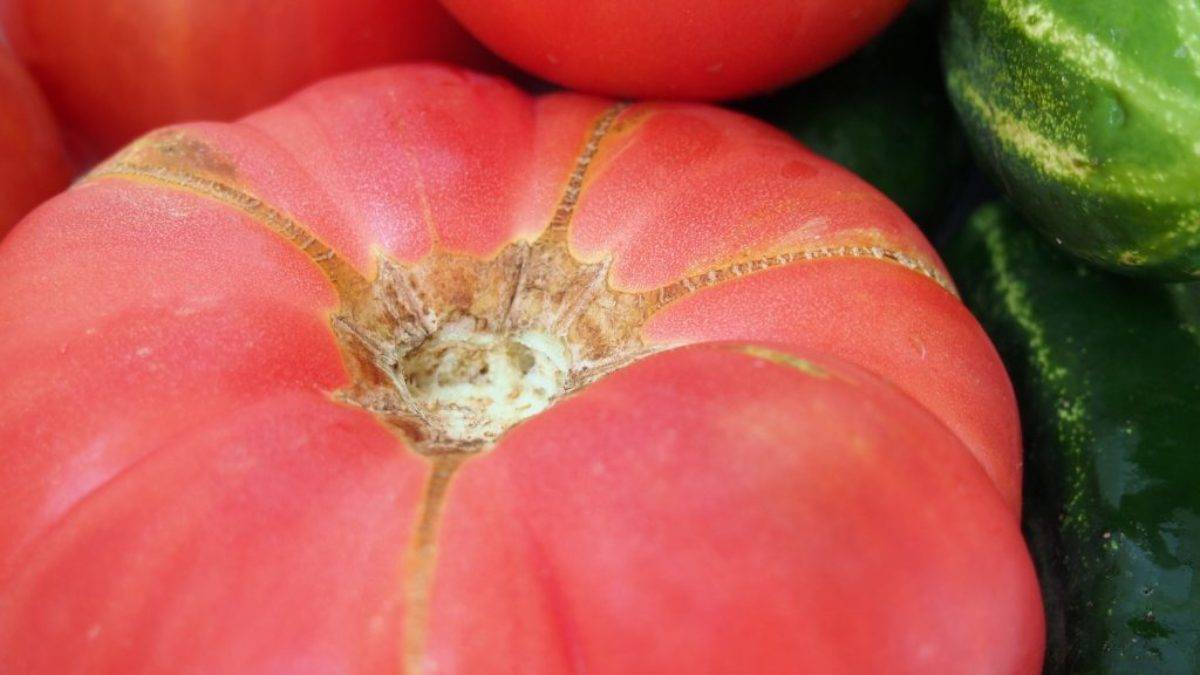 Томат грушка консервная: описание и характеристика сорта, урожайность с фото