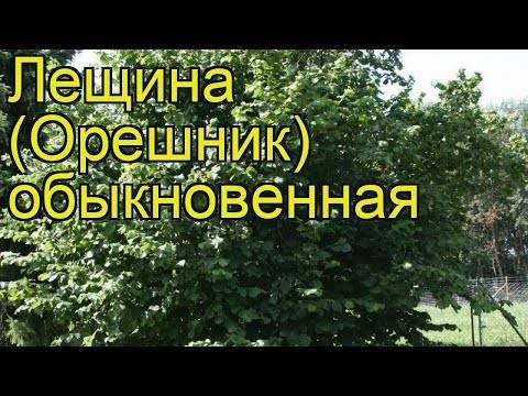 Шелковица: выращивание и уход, посадка и обрезка