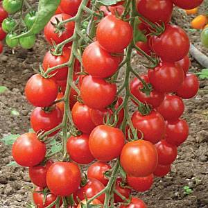 Помидоры каскад: особенности выращивания, описание достоинств, отзывы о томате