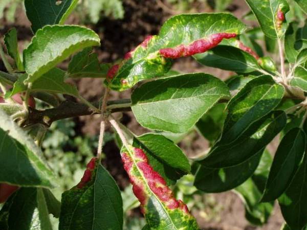 Защити свой сад от болезни яблонь