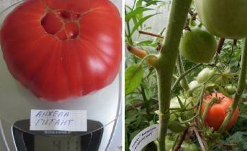 Собираем знатные урожаи вплоть до первых холодов — томат зазимок f1: описание и характеристика сорта