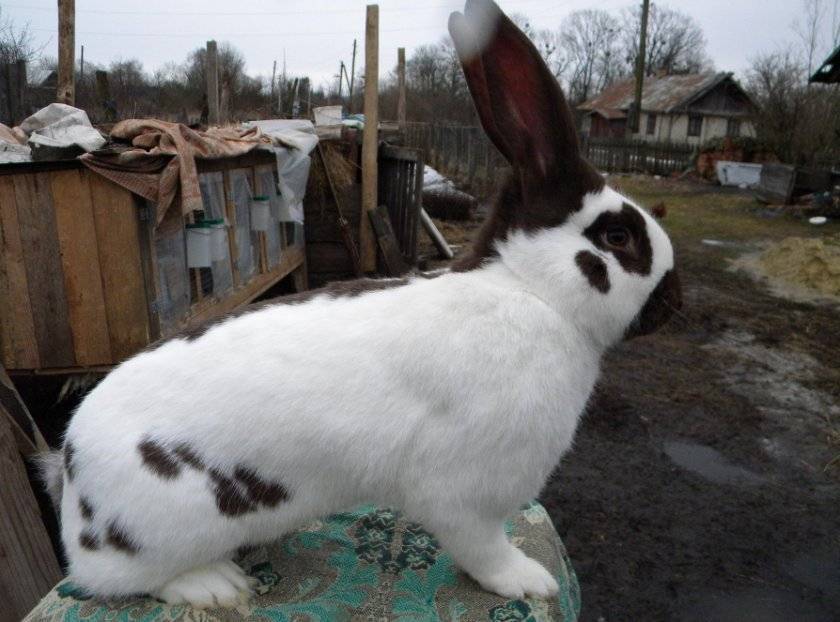 Кролики породы строкач