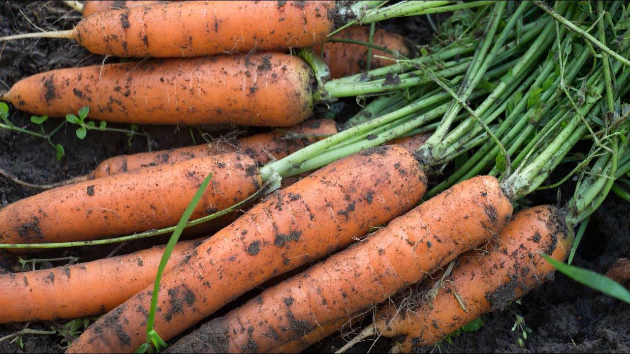 Подробный разбор схемы посева или на какую глубину и на каком расстоянии сажать морковь?