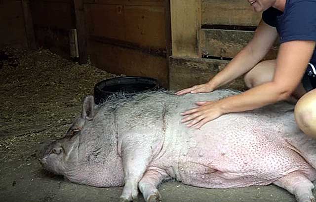 Техника искусственного осеменения свиней в домашних условиях