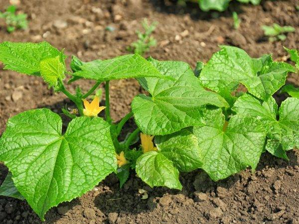 Огурец зозуля f1: описание высокоурожайного сорта, особенности посадки, выращивания и ухода, отзывы дачников