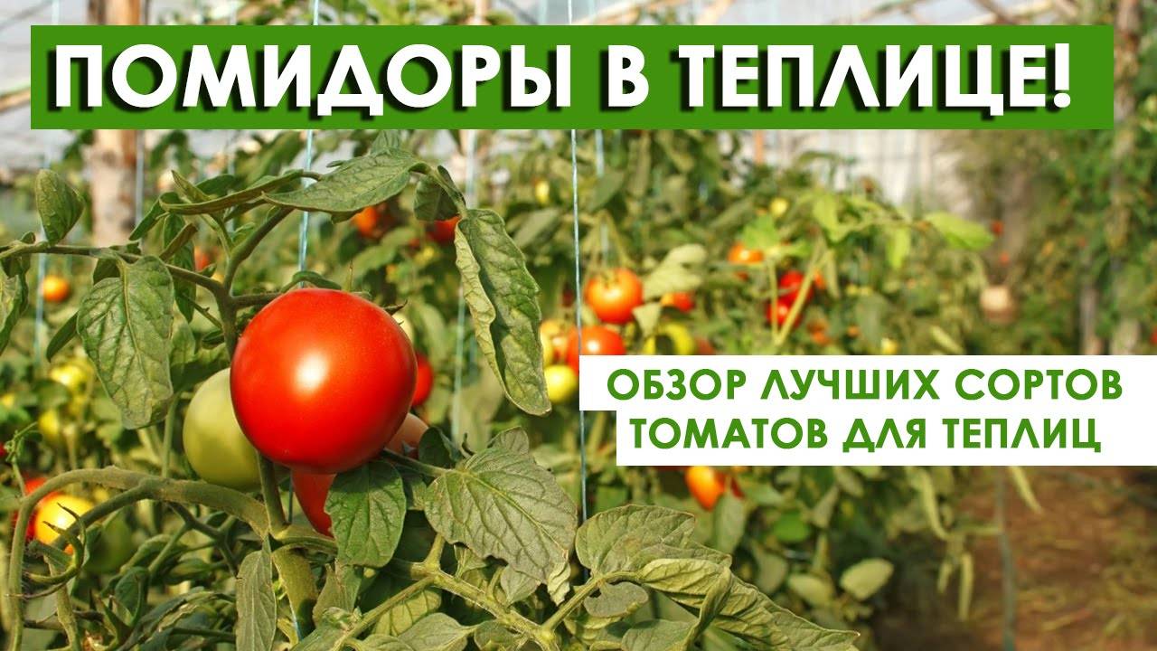 Изобилие на томатных грядках: выбираем урожайные помидоры для своего огорода
