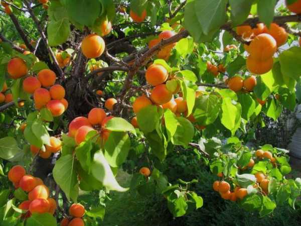 Зимостойкий абрикос кичигинский: описание сорта, посадка и уход