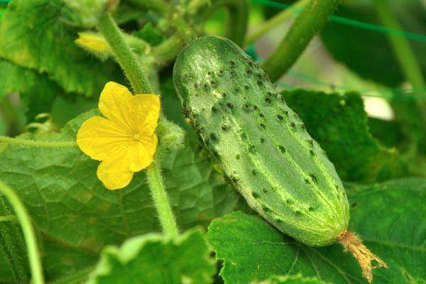 Огурцы «маменькин любимчик f1»: рекомендации по выращиванию и уходу за гибридом