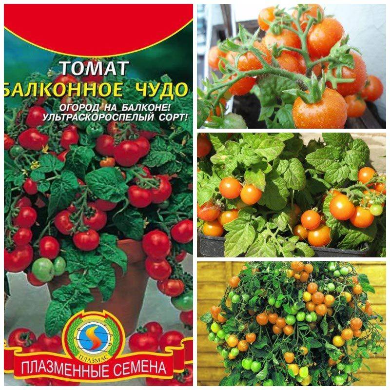 Характеристика и описание сорта помидоров Балконное чудо, его урожайность