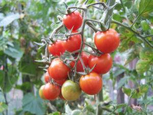 Выращивание томата мясистый сахаристый
