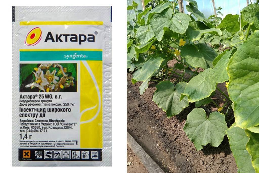 Актара — инструкция по применению для картофеля