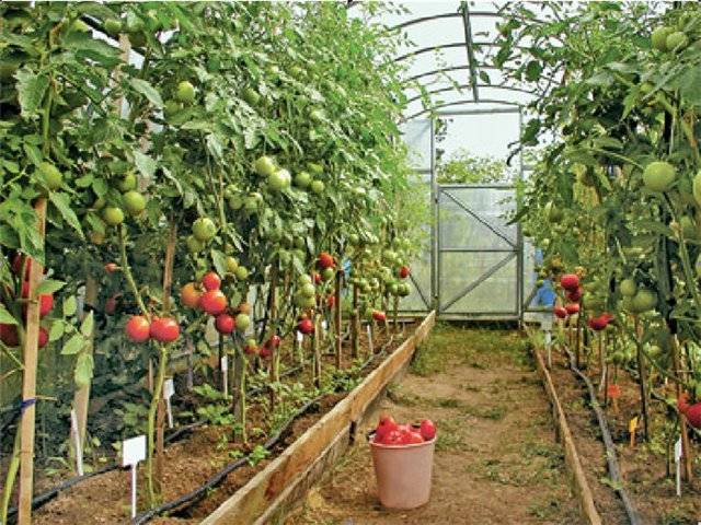 Диетические помидоры с замечательным вкусом — томат розамарин фунтовый: описание сорта и его характеристики