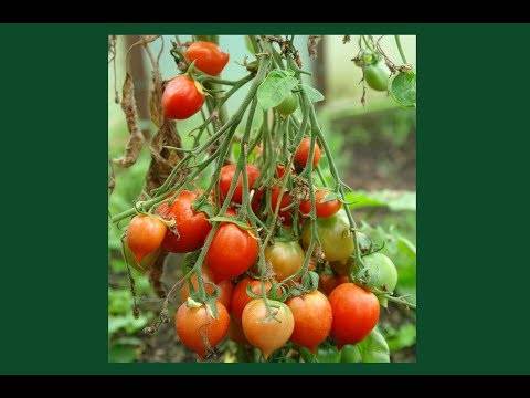 Томат поцелуй герани (geranium kiss): характеристика и описание сорта картофельный лист, отзывы об урожайности помидоров,