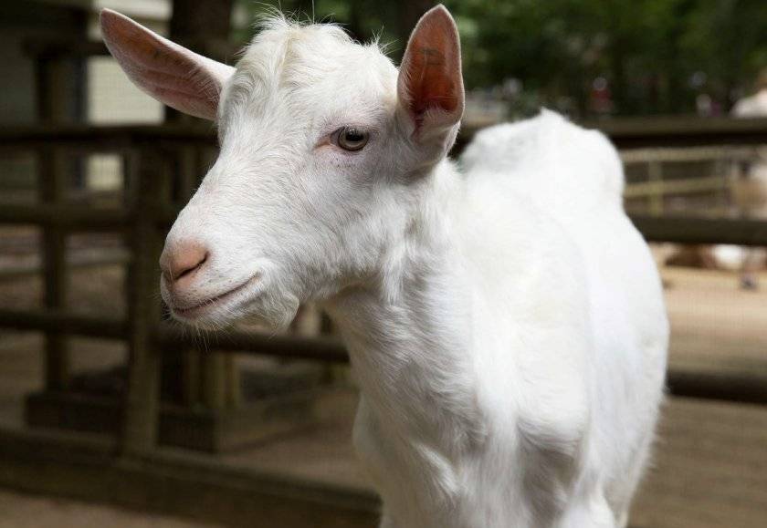Лучшие молочные породы коз. советы по выбору, описание и характеристики