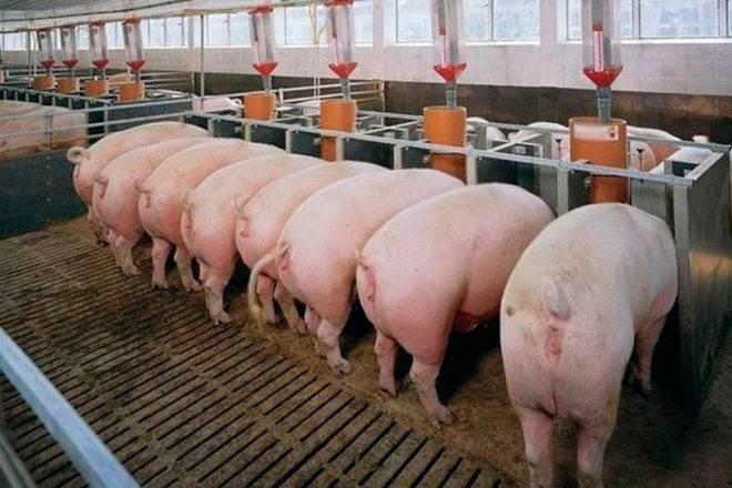 Виды и способы искусственного осеменения свиней в домашних условиях