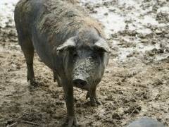 Сколько лет живут свиньи в домашних условиях