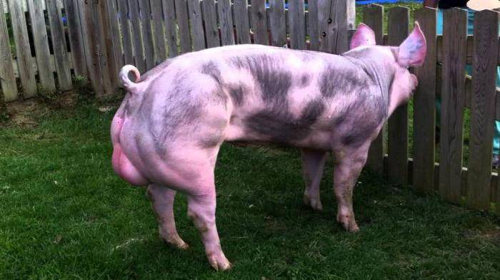 Ландрас: описание породы свиней, условия содержания и правила кормления