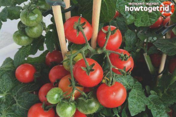 Гибрид помидора «настя сластена f1»: фото, отзывы, описание, характеристика, урожайность