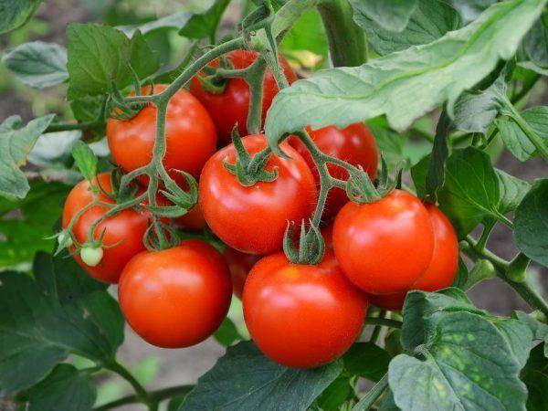 Описание и свойтсва томатов афродита — особенности хранения