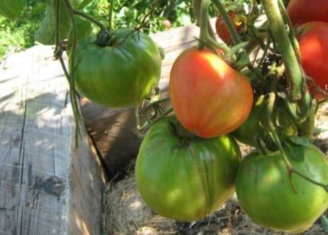 Описание крупноплодного томата чемпион веса