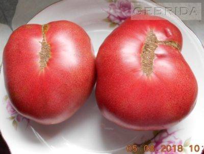 Через сколько дней всходят семена помидор
