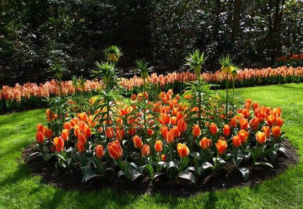Приёмы создания красивой цветочной композиции из тюльпанов на участке