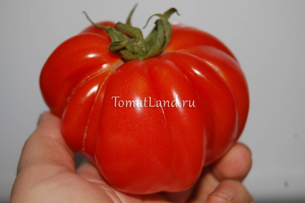 Сорт томата грибное лукошко