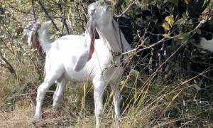 Описание миотонических коз, причины частого обморока, правила содержания животных