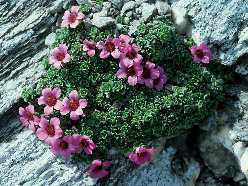 Камнеломка — «цветущая на камнях»: посадка и уход