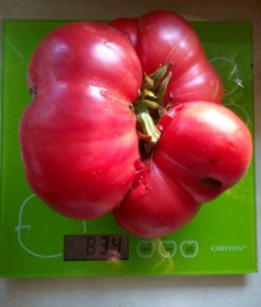 Описание и выращивание сорта томата конфеты вирджинии