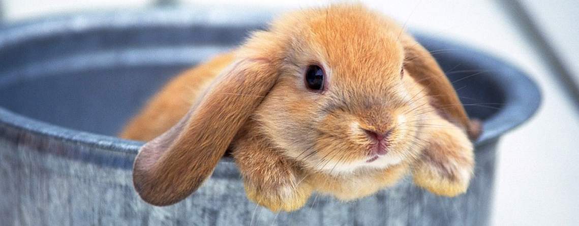 Отсутствие аппетита у кролика. возможные причины и что делать.