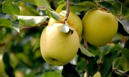 Яблоня жебровское: особенности сорта и ухода