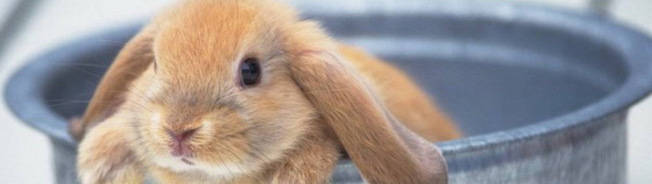 Как правильно подстричь кролику когти в домашних условиях