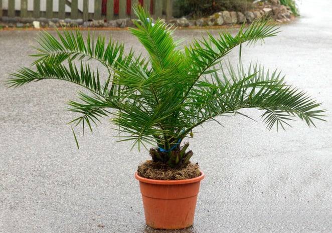 Финиковая пальма — экзотика в домашних условиях