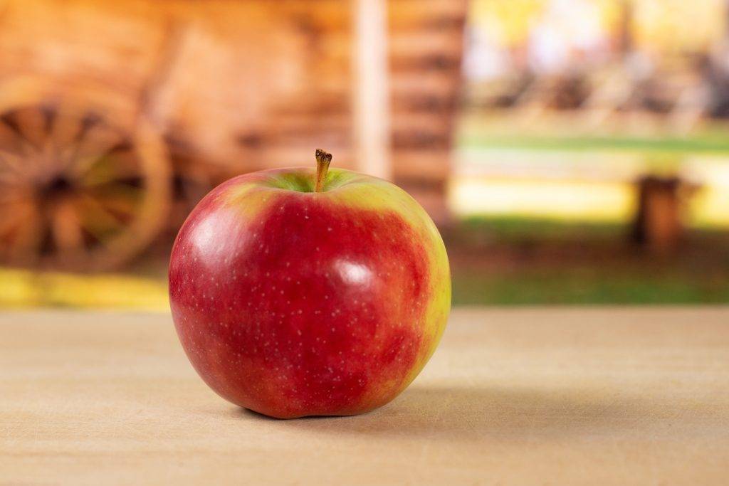 Описание сорта яблони Скала, основные характеристики и отзывы садоводов
