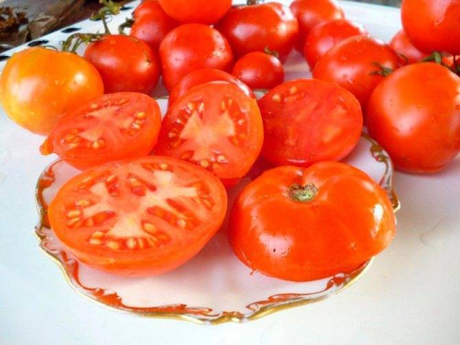 Выращивание томата мясистый сахаристый