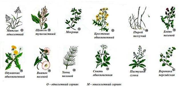 Топ-5 гербицидов от сорняков — классификация, отзывы и стоимость