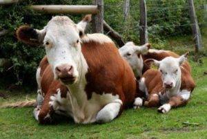 Почему кашляют корова и теленок