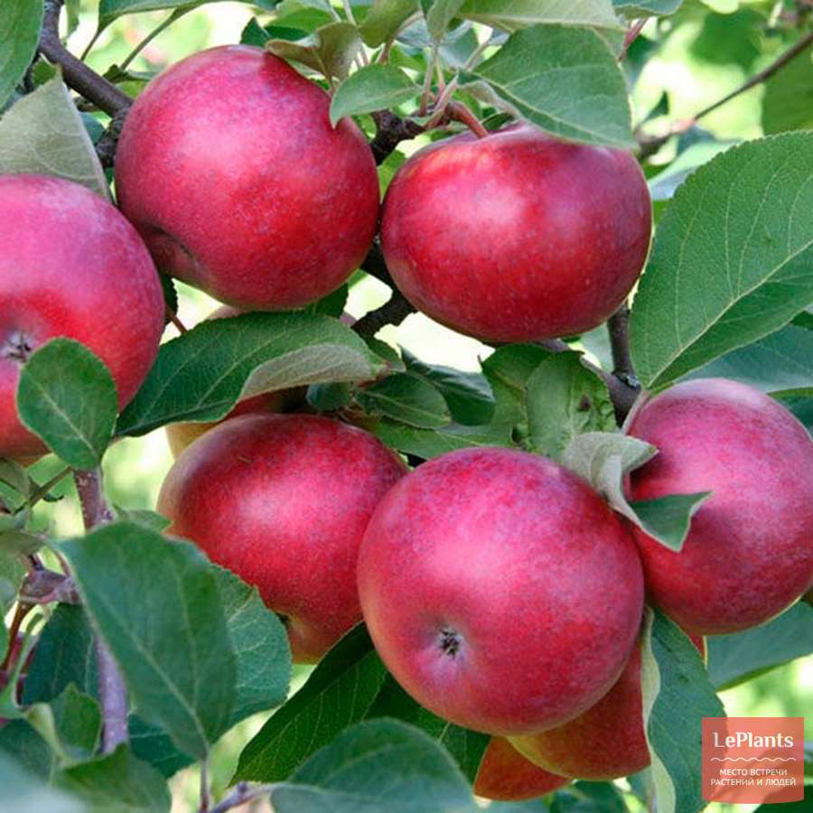 Описание иммунного сорта яблони веньяминовское