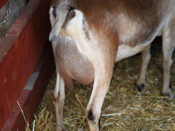Определение субклинического мастита у коров и лечение в домашних условиях