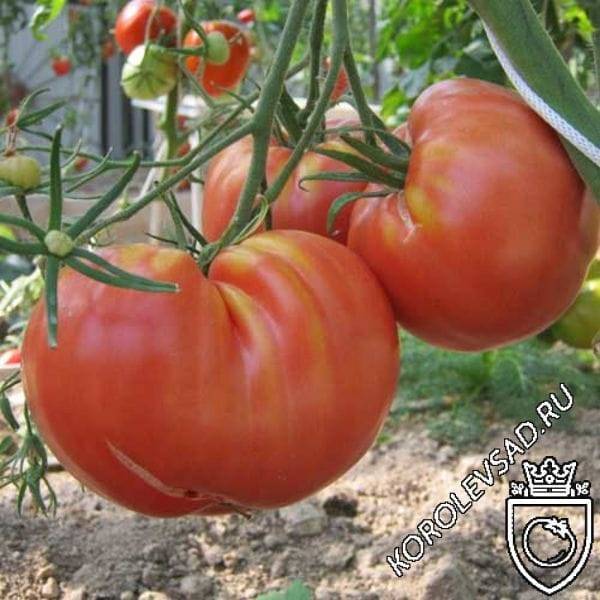 Прекрасный выбор томата для огородника-любителя — сорт «корнеевский розовый»: нарядный и полезный