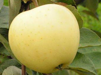 Яблоня «белый налив»: описание сорта, фото и отзывы