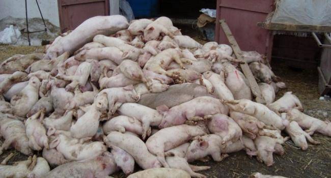 Африканская чума свиней: опасность для человека