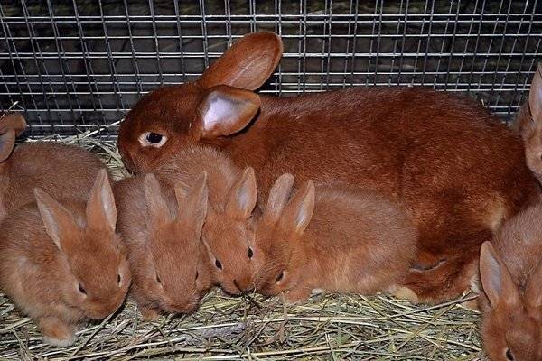 Описание и характеристики бургундской породы кроликов, правила содержания